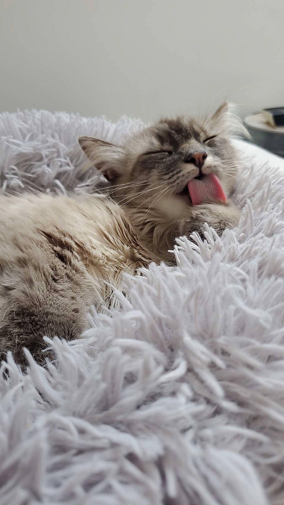 Stormy participe au concours pour gagner de l'argent avec cette photo : carnivore, cat, claw, comfort, felidae, fur, grass, grey, nap, natural_material, paw, ragdoll, small_to_medium_sized_cats, snout, whiskers