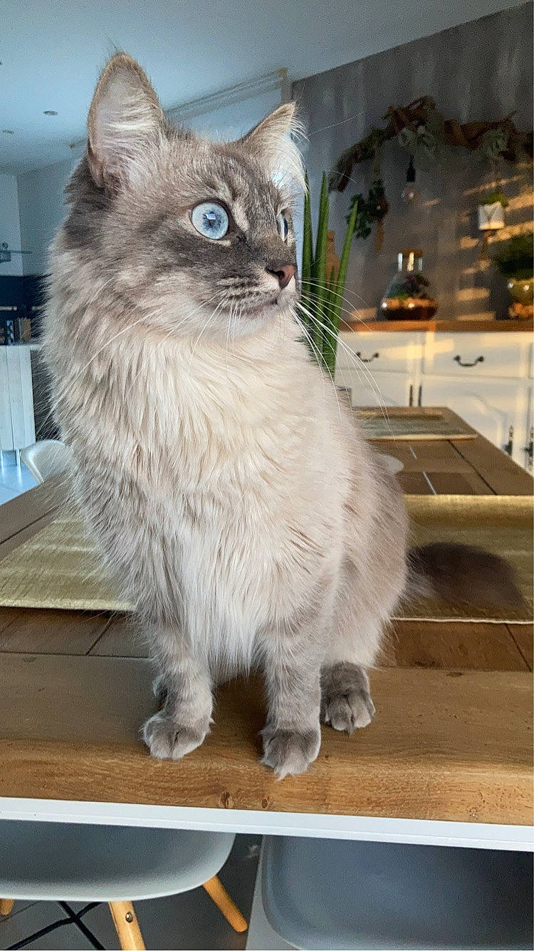 Stormy participe au concours pour gagner de l'argent avec cette photo : birman, british_longhair, carnivore, cat, domestic_short_haired_cat, felidae, fur, plant, small_to_medium_sized_cats, tail, terrestrial_animal, thai, whiskers, window, wood