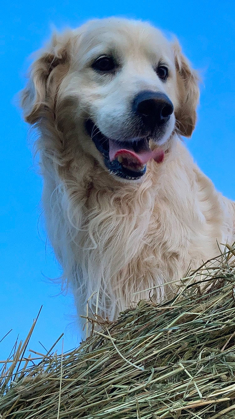 Ilux a rejoint le concours — aidez-le/la à gagner de superbes lots ! canidae, carnivore, collar, companion_dog, dog, dog_breed, dog_collar, fang, fawn, golden_retriever, gun_dog, natural_material, pet_supply, recreation, retriever, sky, snout, sporting_group, twig, whiskers