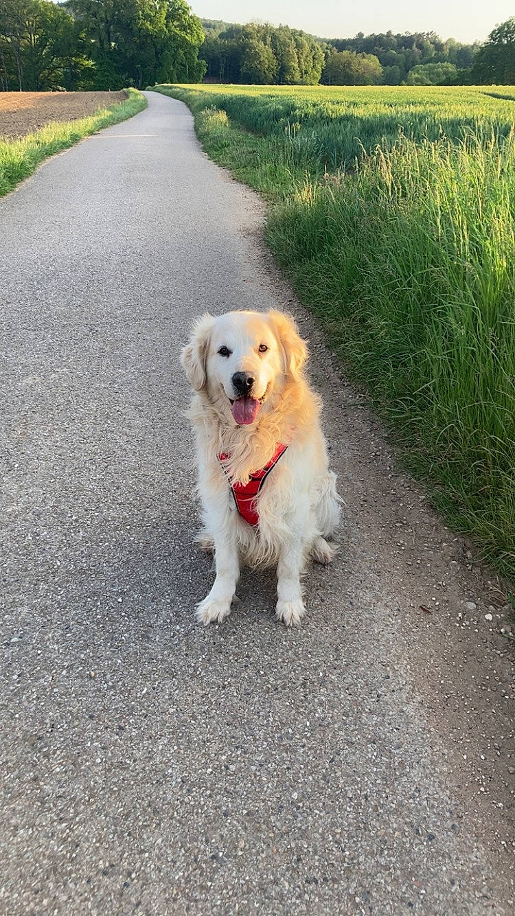 Ilux a rejoint le concours — aidez-le/la à gagner de superbes lots ! asphalt, canidae, carnivore, collar, companion_dog, dog, dog_breed, fur, grass, gun_dog, landscape, pet_supply, plant, road, road_surface, soil, sporting_group, tar, working_animal, working_dog