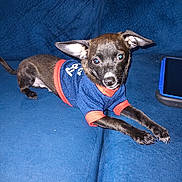 Buddy is registered to the contest to win money with this photo: dog, puppy, black_dog, sweater, clothing, couch, blue_couch, tablet, indoor, pet, small_dog, stretching, ears, curious, looking_at_camera, animal, companion, domestic_animal, cute, resting