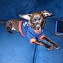 dog, puppy, black_dog, sweater, clothing, couch, blue_couch, tablet, indoor, pet, small_dog, stretching, ears, curious, looking_at_camera, animal, companion, domestic_animal, cute, resting