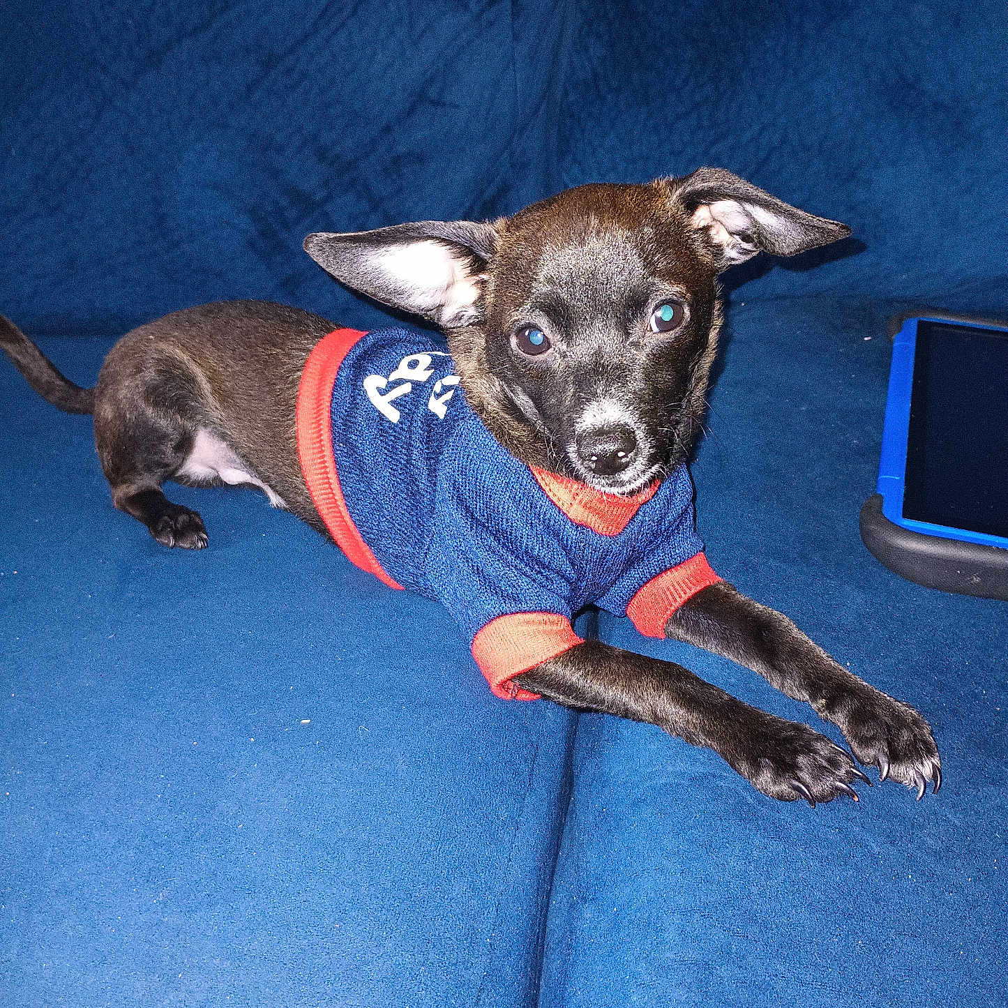 Buddy is registered to the contest to win money with this photo: animal, black_dog, blue_couch, clothing, companion, couch, curious, cute, dog, domestic_animal, ears, indoor, looking_at_camera, pet, puppy, resting, small_dog, stretching, sweater, tablet
