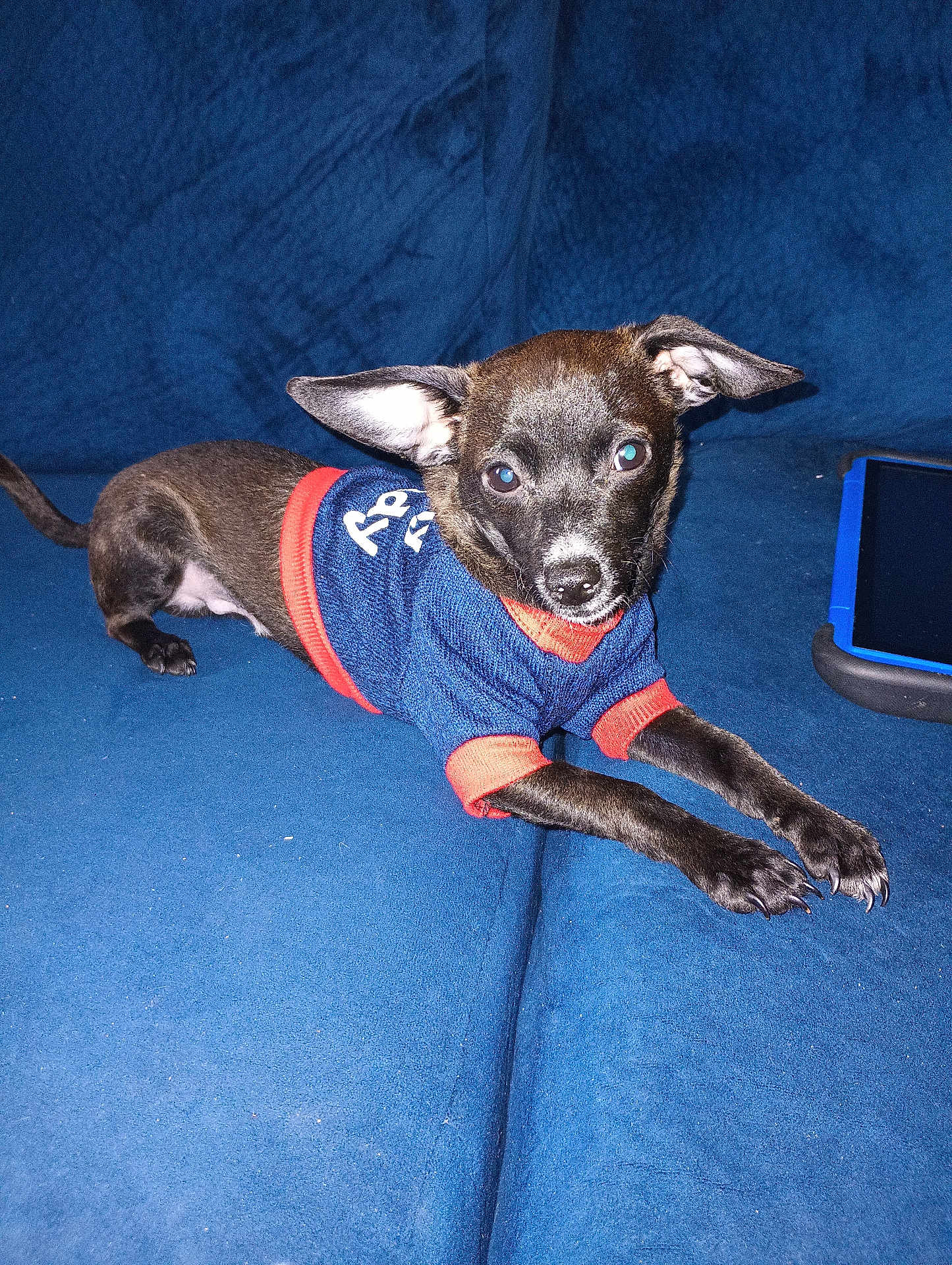 Buddy is registered to the contest to win money with this photo: dog, puppy, black_dog, sweater, clothing, couch, blue_couch, tablet, indoor, pet, small_dog, stretching, ears, curious, looking_at_camera, animal, companion, domestic_animal, cute, resting