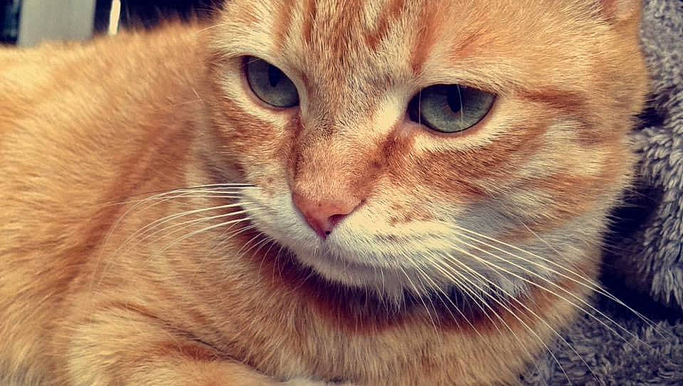 Maya a rejoint le concours — aidez-le/la à gagner de superbes lots ! aegean_cat, asian, australian_mist, carnivore, cat, close_up, domestic_short_haired_cat, european_shorthair, eye, face, felidae, fur, mammal, nose, photography, sky, small_to_medium_sized_cats, snout, tabby_cat, whiskers