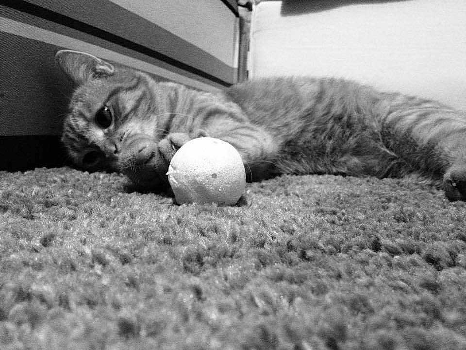 Maya a rejoint le concours — aidez-le/la à gagner de superbes lots ! ball, black_and_white, carnivore, cat, domestic_short_haired_cat, eye, felidae, fur, monochrome, monochrome_photography, nap, photography, sleep, small_to_medium_sized_cats, style, whiskers, white
