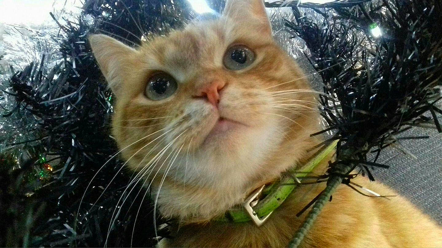 Maya a rejoint le concours — aidez-le/la à gagner de superbes lots ! asian, carnivore, cat, domestic_long_haired_cat, european_shorthair, fawn, felidae, fur, kitten, mammal, persian, photography, plant, small_to_medium_sized_cats, snout, tabby_cat, whiskers