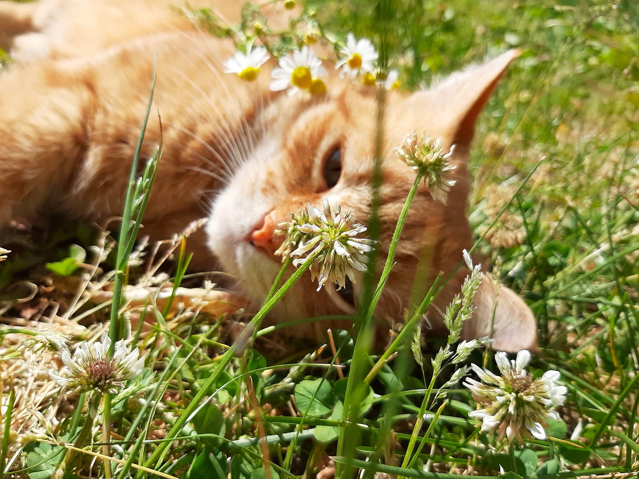 Maya a rejoint le concours — aidez-le/la à gagner de superbes lots ! carnivore, cat, fawn, felidae, flower, fur, grass, herbaceous_plant, lawn, organism, perennial_plant, plant, small_to_medium_sized_cats, spring, whiskers, wildflower