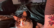 Jax joined the competition — help win amazing prizes! cat, feline, pet, indoor, couch, blanket, tattoo, arm, furniture, cozy, relaxed, living_room, domestic_animal, fur, whiskers, orange_eyes, soft_lighting, person_partial, home, resting