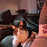 cat, feline, pet, indoor, couch, blanket, tattoo, arm, furniture, cozy, relaxed, living_room, domestic_animal, fur, whiskers, orange_eyes, soft_lighting, person_partial, home, resting