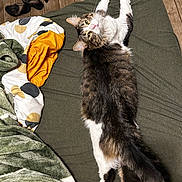 Jax is registered to the contest to win money with this photo: cat, tabby_cat, white_fur, yellow_eyes, bedspread, blanket, green_blanket, patterned_blanket, wooden_dresser, flooring, slippers, indoor, pet, feline, curious, stretched_out, cozy, home, relaxed, fur