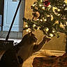 Jax is registered to the contest to win money with this photo: cat, christmas_tree, ornament, lights, broom, cabinet, floor, tree_skirt, indoor, holiday, decorations, curious, pet, animal, paw, feline, wood_floor, warm_lighting, home, festive