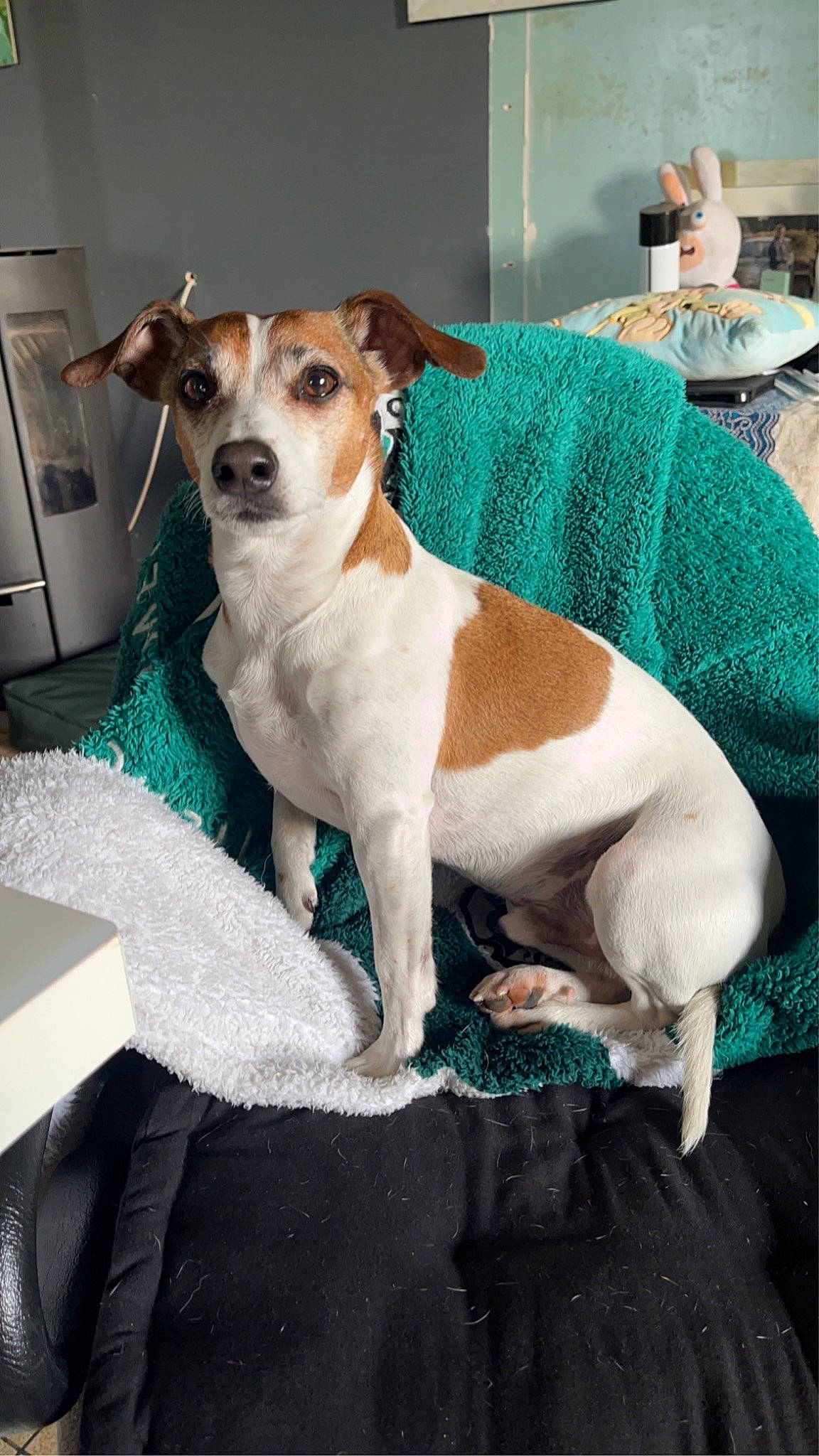 Nox participe au concours pour gagner de l'argent avec cette photo : ancient_dog_breeds, canidae, carnivore, chilean_fox_terrier, collar, companion_dog, dog, dog_breed, dog_supply, fawn, fur, irishjacks, linens, paw, small_terrier, snout, terrestrial_animal, terrier, toy_dog, whiskers