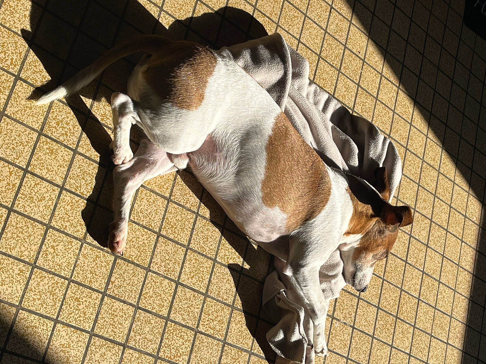 Nox a rejoint le concours — aidez-le/la à gagner de superbes lots ! animal_shelter, canidae, carnivore, companion_dog, dog, dog_breed, dog_supply, eyewear, fawn, flooring, fur, mesh, paw, pet_supply, shadow, snout, sporting_group, tail, terrestrial_animal, working_animal