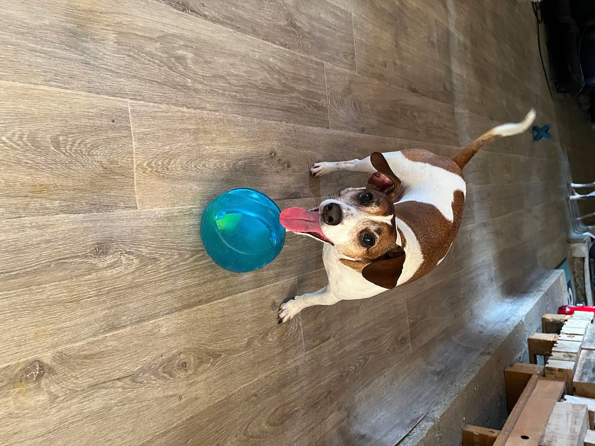 Nox a rejoint le concours — aidez-le/la à gagner de superbes lots ! art, ball, building, carnivore, circle, companion_dog, dog, eyewear, fawn, flooring, fun, hardwood, laminate_flooring, leisure, plywood, recreation, varnish, wood, wood_flooring, wood_stain