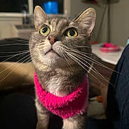 Freya joined the competition — help win amazing prizes! cat, tabby, feline, pet, indoor, pink_sweater, whiskers, curious, green_eyes, closeup, domestic_animal, fur, cute, looking_up, household, cozy, soft_lighting, background_blur, mammal, companion_animal