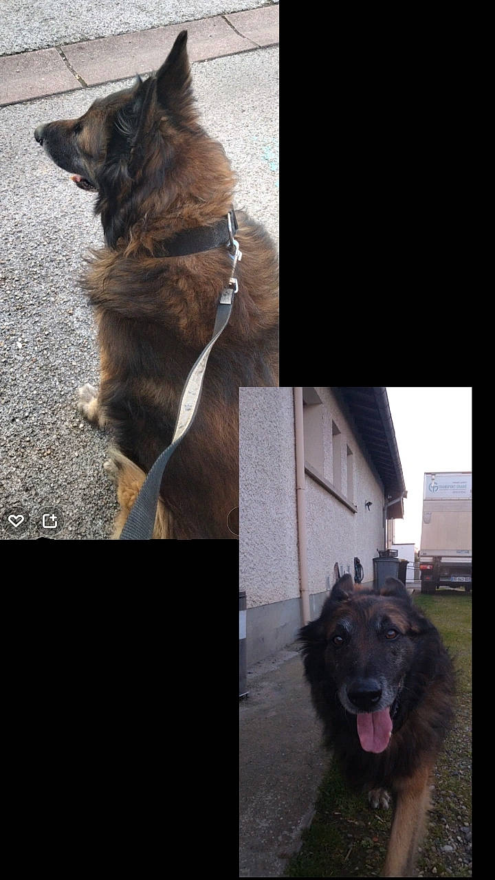 Ewok participe au concours pour gagner de l'argent avec cette photo : building, canidae, carnivore, collar, companion_dog, dog, dog_breed, domestic_short_haired_cat, fawn, felidae, fur, liver, mammal, small_to_medium_sized_cats, snout, sporting_group, tail, vertebrate, whiskers, window