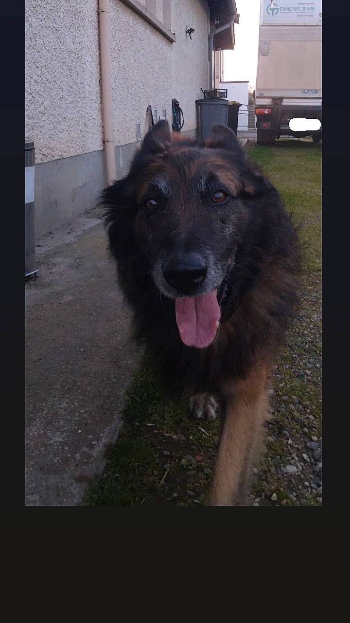 Ewok participe au concours pour gagner de l'argent avec cette photo : canidae, carnivore, companion_dog, dog, dog_breed, door, old_german_shepherd_dog, pet_supply, sporting_group, tints_and_shades, working_dog