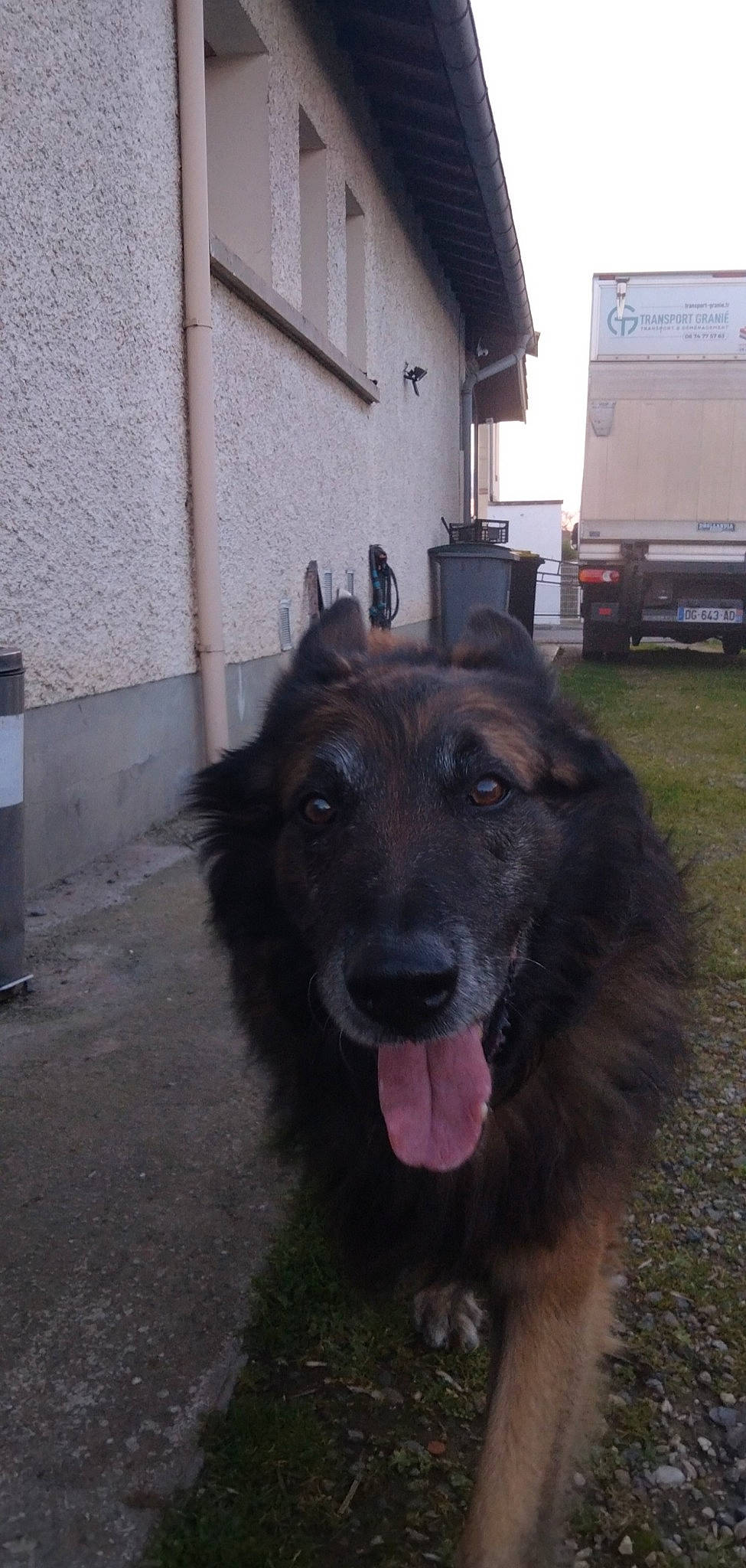 Ewok participe au concours pour gagner de l'argent avec cette photo : building, canidae, carnivore, companion_dog, dog, dog_breed, gas, herding_dog, light_commercial_vehicle, old_german_shepherd_dog, pet_supply, sky, sporting_group, tire, truck, van, vehicle, wheel, working_animal, working_dog