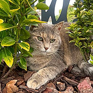 Bobine participe au concours pour gagner de l'argent avec cette photo : cat, gray_cat, green_eyes, plants, leaves, bark_mulch, outdoor, nature, feline, pet, relaxed, resting, closeup, animal, wildlife, garden, flora, peaceful, cute, domestic_animal