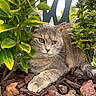 cat, gray_cat, green_eyes, plants, leaves, bark_mulch, outdoor, nature, feline, pet, relaxed, resting, closeup, animal, wildlife, garden, flora, peaceful, cute, domestic_animal