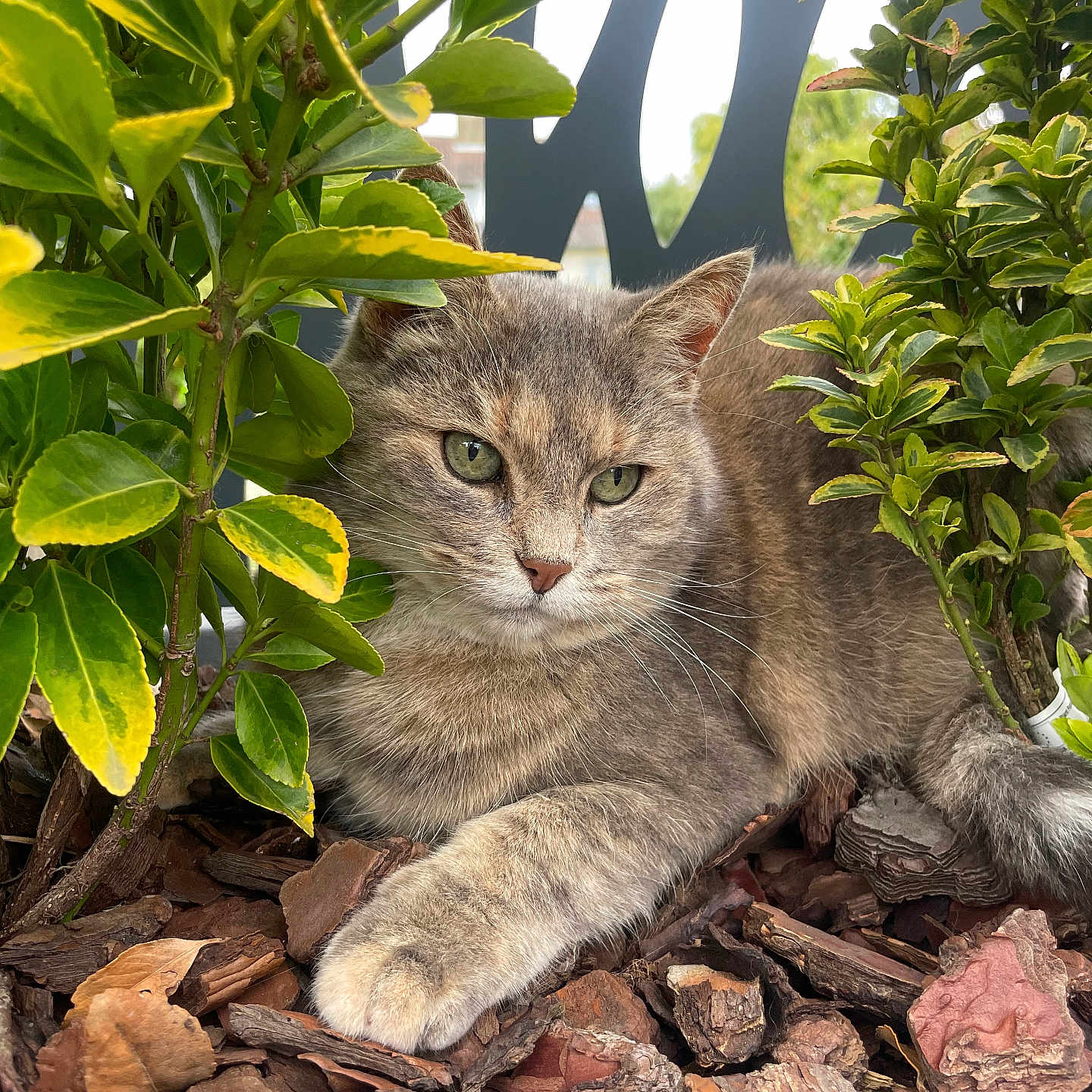 Bobine participe au concours pour gagner de l'argent avec cette photo : cat, gray_cat, green_eyes, plants, leaves, bark_mulch, outdoor, nature, feline, pet, relaxed, resting, closeup, animal, wildlife, garden, flora, peaceful, cute, domestic_animal