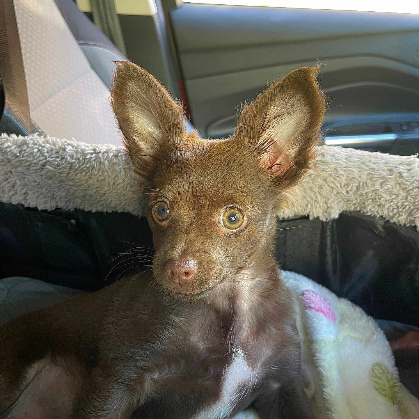 Maisey joined the competition — help win amazing prizes! alloywheel, animal, canine, car, car_interior, carseat, carwheel, chihuahua, cushion, dog, fox, homedecor, machine, pet, puppy, spoke, tire, transportation, vehicle, wheel