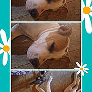 Patches is registered to the contest to win money with this photo: animal, background, brown_spot, canine, collage, cute, dog, ears, floor, indoor, laying_down, nose, paw, pet, portrait, relaxed, resting, sleepy, three_photos, white_and_brown