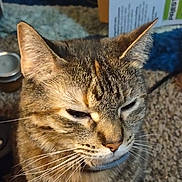 Fur Fur. joined the competition — help win amazing prizes! cat, tabby_cat, close_up, pet, whiskers, fur, collar, indoor, carpet, domestic_animal, feline, face, ears, animal, mammal, nostrils, eyes, sitting, household, blurred_background