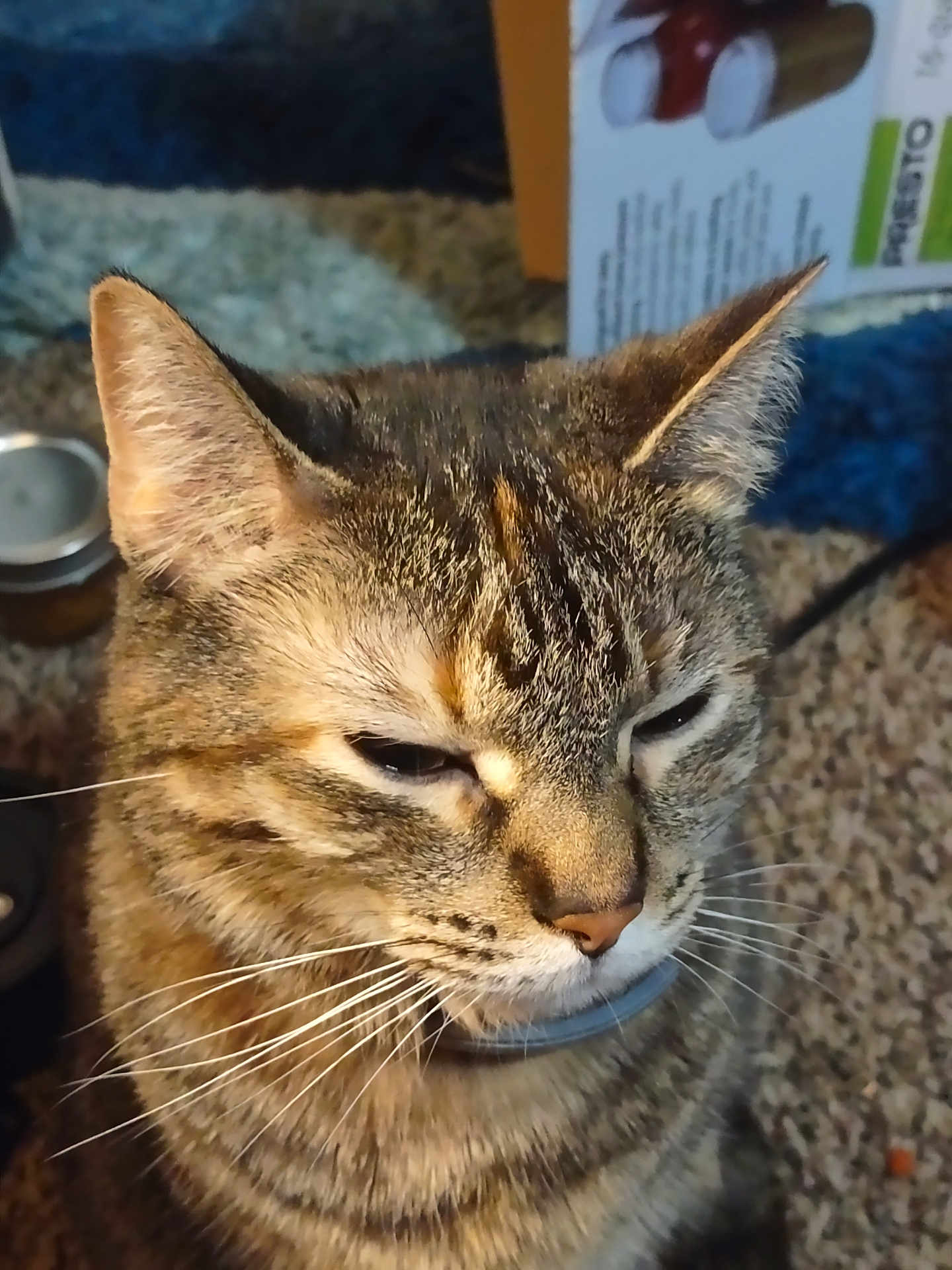 Fur Fur. joined the competition — help win amazing prizes! cat, tabby_cat, close_up, pet, whiskers, fur, collar, indoor, carpet, domestic_animal, feline, face, ears, animal, mammal, nostrils, eyes, sitting, household, blurred_background