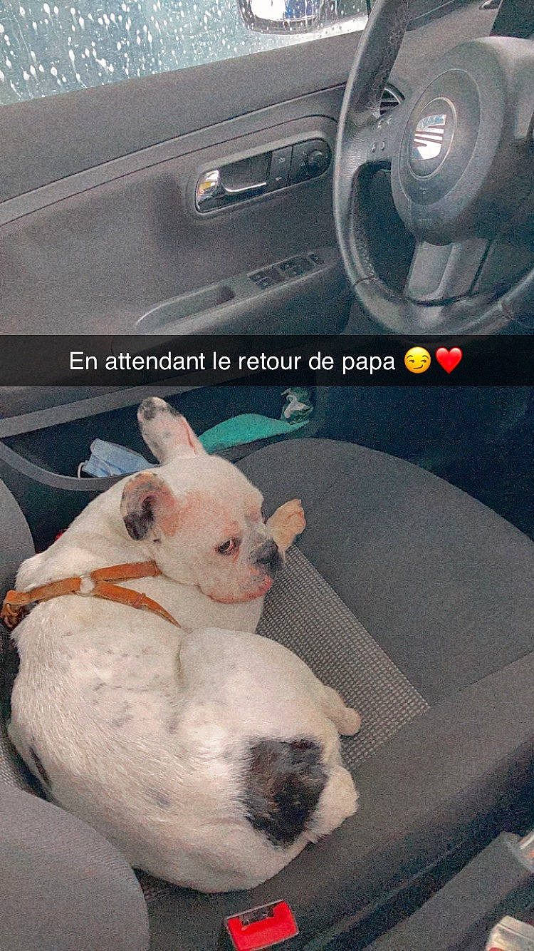 Moona a rejoint le concours — aidez-le/la à gagner de superbes lots ! bumper, canidae, car_seat, carnivore, collar, companion_dog, dog, dog_breed, dogo_guatemalteco, fawn, luxury_vehicle, motor_vehicle, non_sporting_group, snout, steering_part, steering_wheel, toy_dog, vehicle_door, vertebrate, working_animal