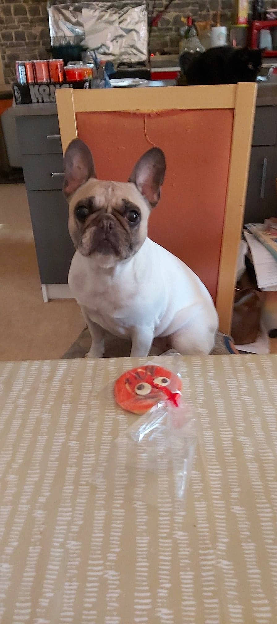 Gaya a rejoint le concours — aidez-le/la à gagner de superbes lots ! bulldog, canidae, carmine, carnivore, comfort, companion_dog, dog, dog_breed, dog_supply, fawn, flooring, french_bulldog, hardwood, pug, snout, sporting_group, toy_dog, wood, working_animal, wrinkle