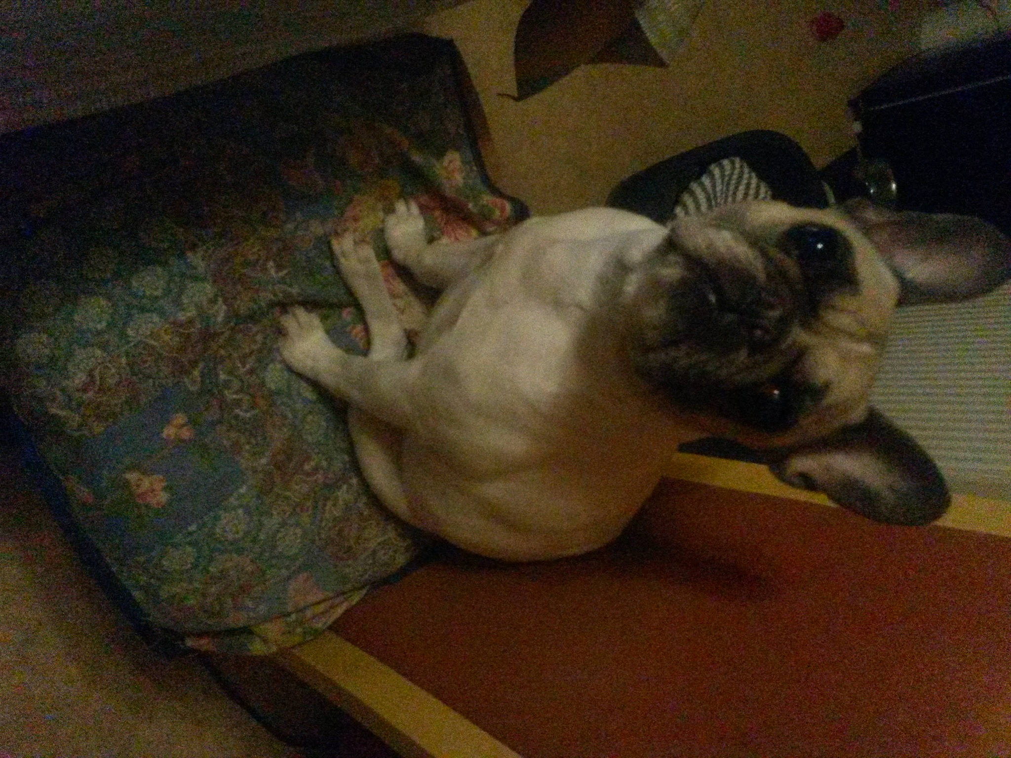 Gaya participe au concours pour gagner de l'argent avec cette photo : canidae, carnivore, comfort, companion_dog, dog, dog_breed, ear, fawn, felidae, flooring, hardwood, paw, pet_supply, pug, snout, sporting_group, tail, toy_dog, whiskers, working_animal