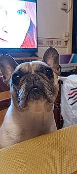 Gaya participe au concours pour gagner de l'argent avec cette photo : bulldog, canidae, carnivore, companion_dog, dog, dog_breed, ear, fawn, non_sporting_group, pug, snout, terrestrial_animal, toy_dog, whiskers, working_animal, wrinkle