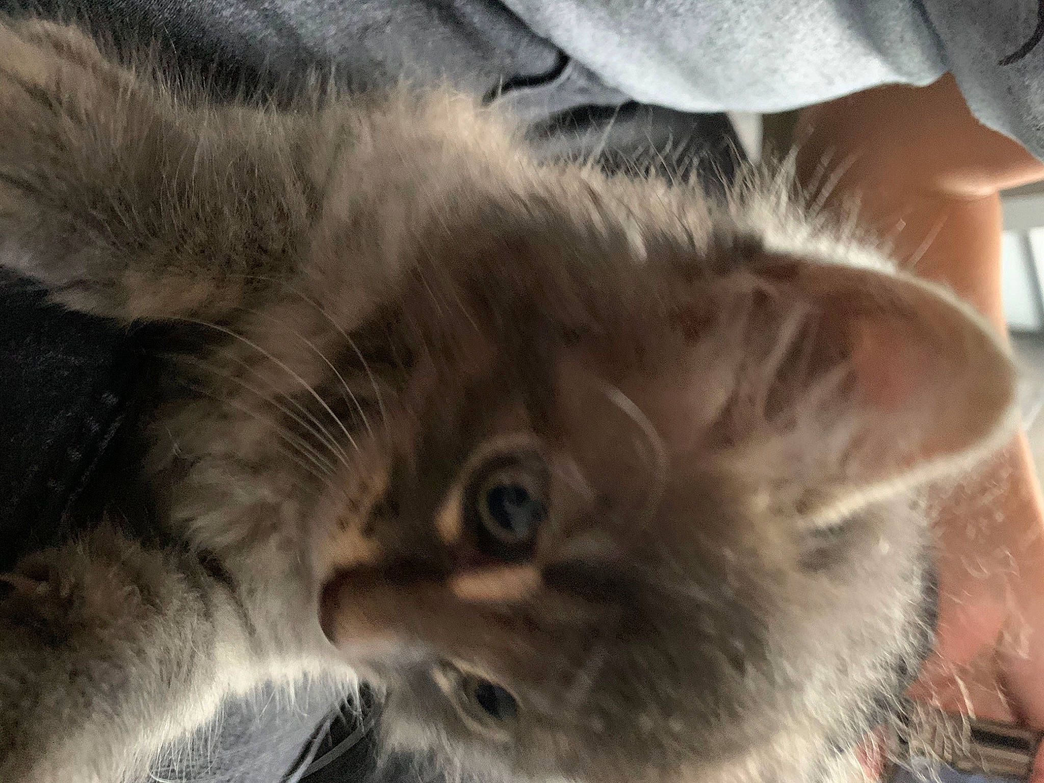 Yoda participe au concours pour gagner de l'argent avec cette photo : asian_semi_longhair, british_longhair, british_semi_longhair, carnivore, cat, domestic_long_haired_cat, ear, felidae, fur, kitten, maine_coon, nebelung, norwegian_forest_cat, ragamuffin, siberian, small_to_medium_sized_cats, snout, whiskers