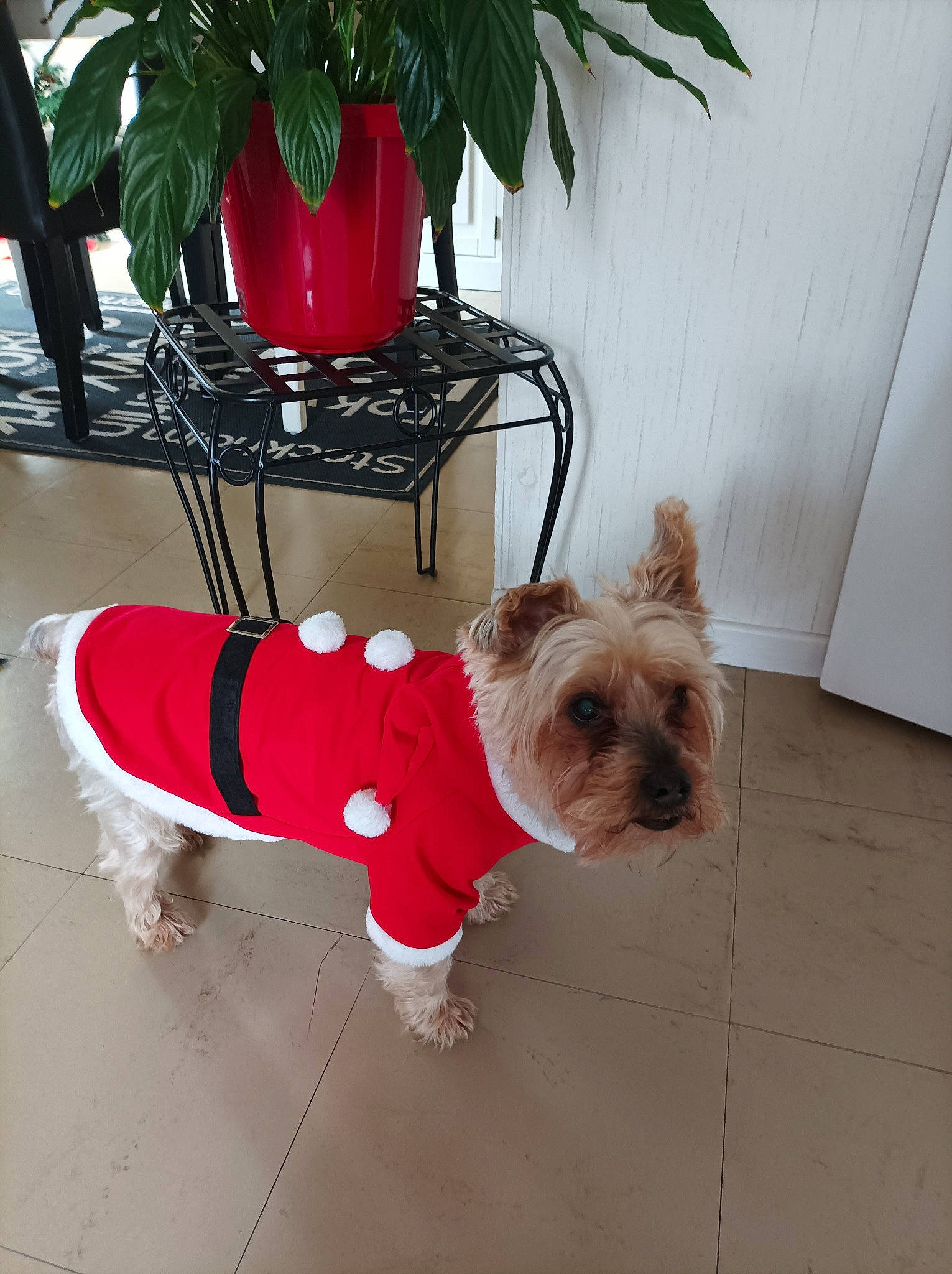 Bandit a rejoint le concours — aidez-le/la à gagner de superbes lots ! canidae, carnivore, collar, companion_dog, dog, dog_breed, dog_clothes, dog_collar, dog_supply, fawn, flooring, flowerpot, houseplant, pet_supply, plant, small_terrier, snout, sporting_group, toy_dog, working_animal