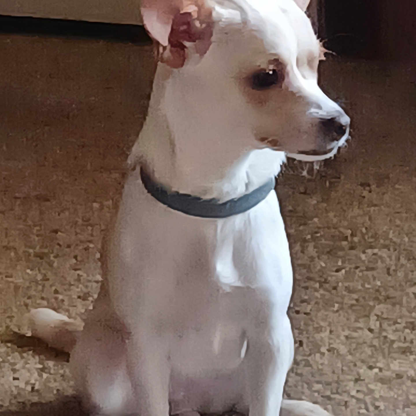 Pinky joined the competition — help win amazing prizes! accessories, animal, bostonbull, bulldog, canine, chihuahua, collar, dog, eskimodog, hound, leash, pet, pitbull, puppy, rock, snout, strap, terrier, white, whitedog