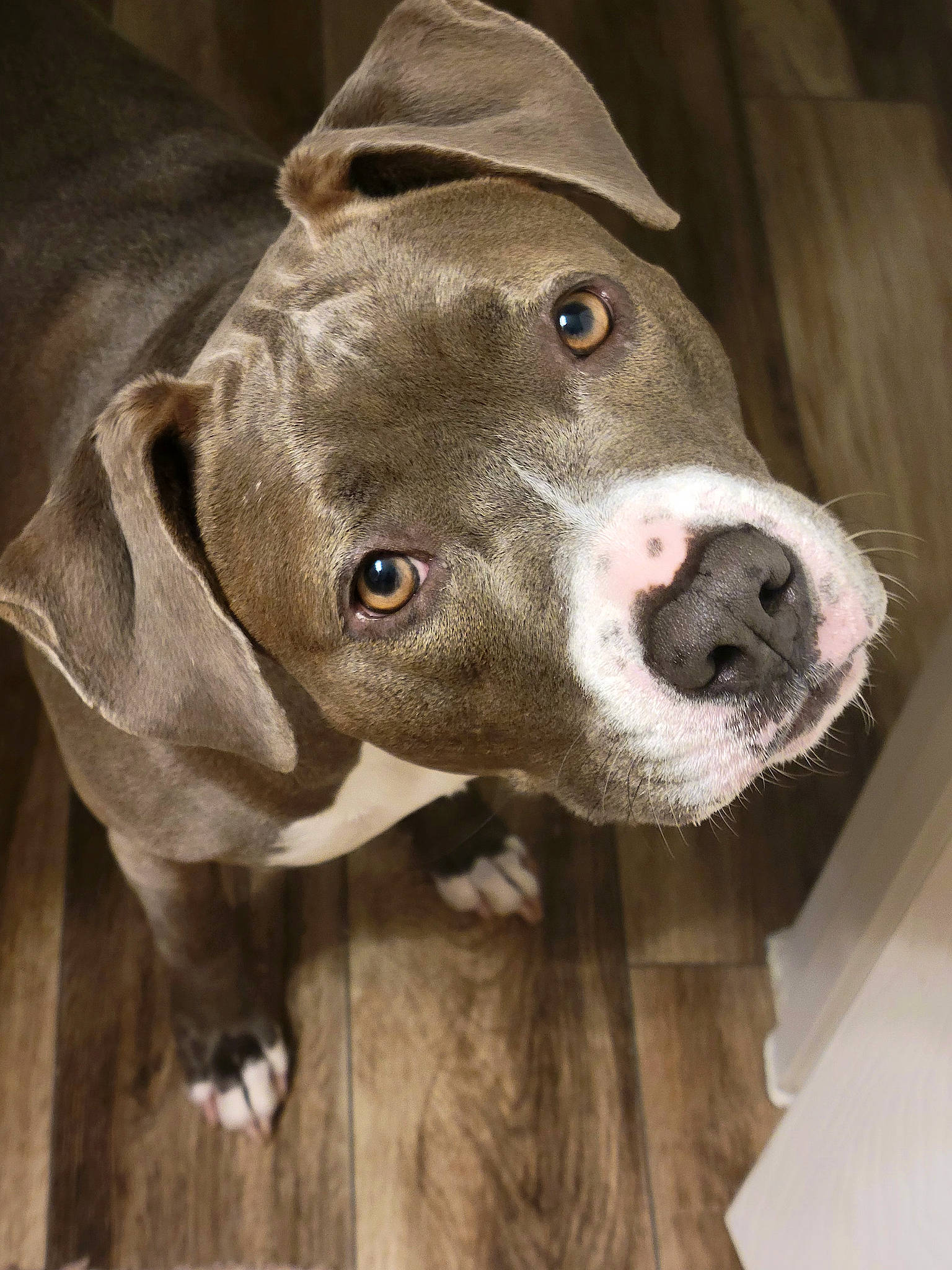 Brandy joined the competition — help win amazing prizes! borador, canidae, carnivore, companion_dog, dog, dog_breed, ear, eye, fawn, fur, gun_dog, head, jaw, liver, pointing_breed, snout, sporting_group, whiskers, wood, working_animal