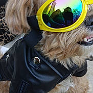 Harley D is registered to the contest to win money with this photo: accessory, animal, black_jacket, canine, closeup, cool, cute, dog, fashion, fluffy, funny, fur, leather_jacket, outdoor, pet, portrait, reflection, small_dog, sunglasses, yellow