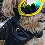 accessory, animal, black_jacket, canine, closeup, cool, cute, dog, fashion, fluffy, funny, fur, leather_jacket, outdoor, pet, portrait, reflection, small_dog, sunglasses, yellow