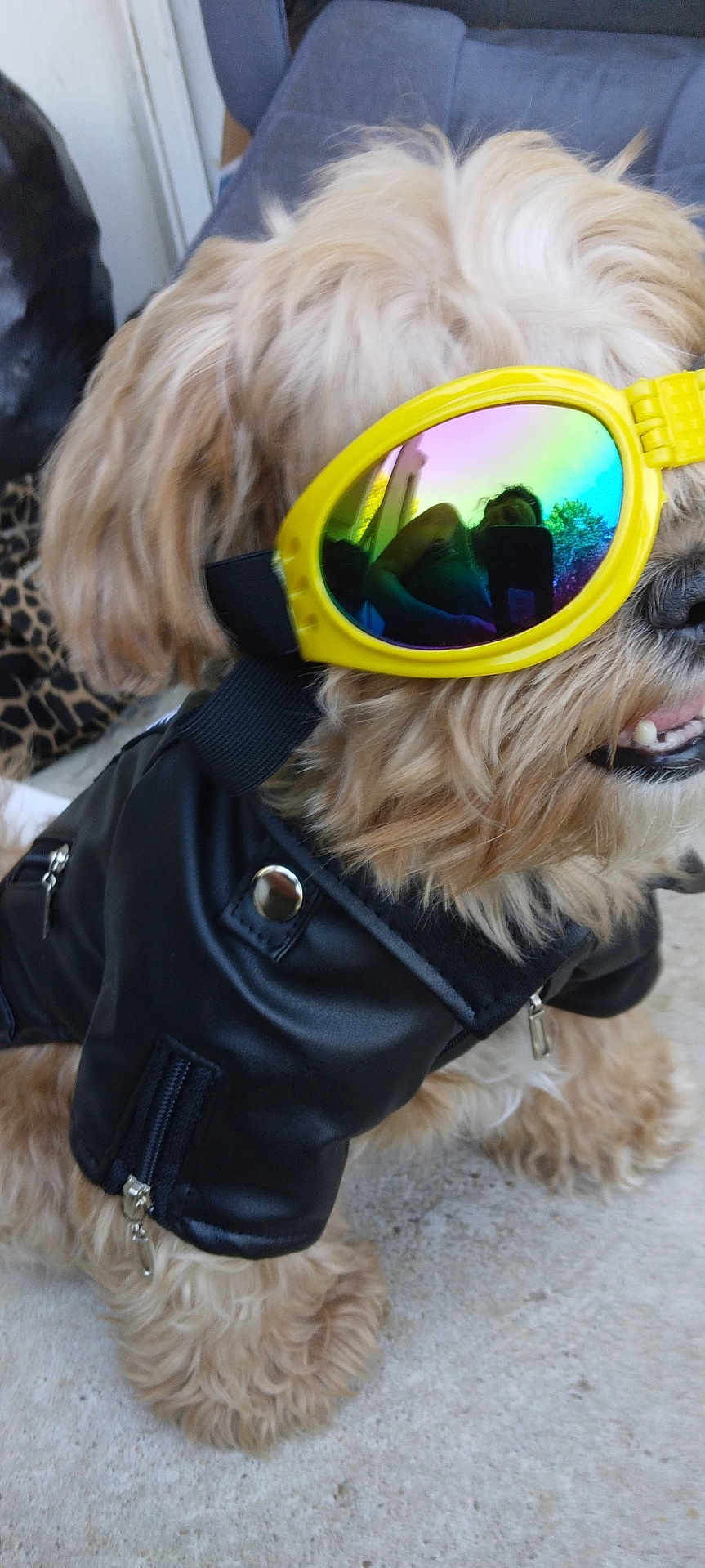 Harley D
