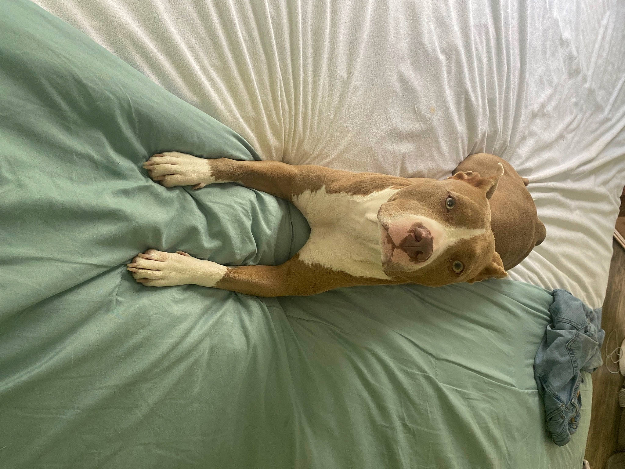 Bailey is registered to the contest to win money with this photo: abdomen, bed, bedding, canidae, carnivore, comfort, companion_dog, dog, dog_breed, dress, elbow, fawn, fur, human_leg, knee, linens, nap, sporting_group, trunk, wood