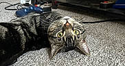 Tux is registered to the contest to win money with this photo: animal, cable, carpet, cat, curious, domestic, ears, floor, furniture, game_controller, green_eyes, indoor, living_room, pet, playful, relaxed, shoes, tabby, upside_down, whiskers