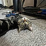 animal, cable, carpet, cat, curious, domestic, ears, floor, furniture, game_controller, green_eyes, indoor, living_room, pet, playful, relaxed, shoes, tabby, upside_down, whiskers
