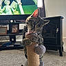 Tux is registered to the contest to win money with this photo: animal, carpet, cat, curtain, cute, entertainment, fur, furniture, gray, home, indoor, living_room, pet, playing, scratching_post, statue, tabby_cat, television, toy, window