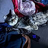 Tux joined the competition — help win amazing prizes! animal, blanket, cat, comfort, couch, cozy, cute, domestic_animal, feline, fur, home, indoor, paw, pet, relaxed, remote_control, resting, sleeping, soft_texture, tabby
