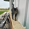 animal, brick_wall, building, cat, curious, grass, ledge, metal_chair, nature, outdoor, overcast_sky, patio_furniture, pet, sidewalk, tabby_cat, tail_up, two_cats, urban, walking, window