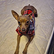 Waylon joined the competition — help win amazing prizes! dog, small_dog, pet, bed, mattress, blanket, plaid_shirt, clothing, paws, long_legs, ears, big_eyes, snout, stare, indoor, bedroom, quilted_bedding, cozy, brown_coat, adorable