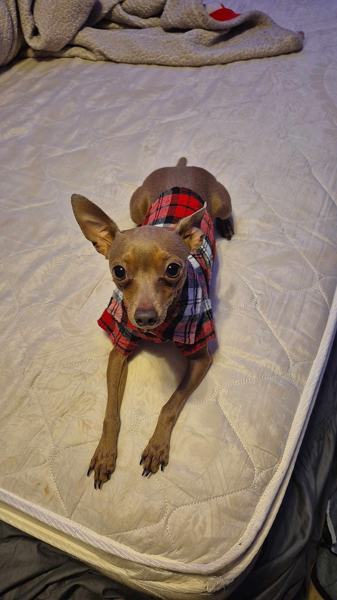 Waylon joined the competition — help win amazing prizes! dog, small_dog, pet, bed, mattress, blanket, plaid_shirt, clothing, paws, long_legs, ears, big_eyes, snout, stare, indoor, bedroom, quilted_bedding, cozy, brown_coat, adorable