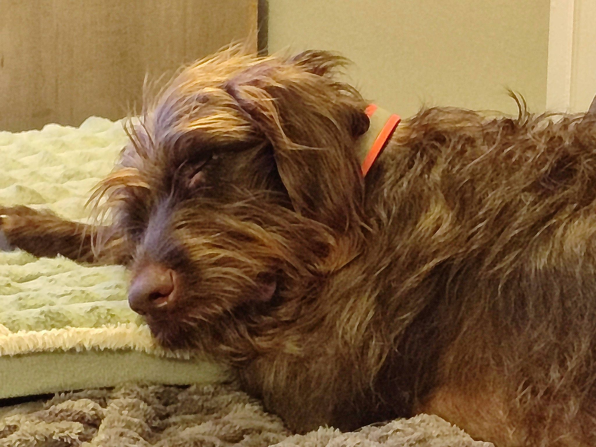 Maly a rejoint le concours — aidez-le/la à gagner de superbes lots ! canidae, carnivore, cesky_fousek, companion_dog, dog, dog_breed, fawn, fur, liver, slovakian_rough_haired_pointer, small_terrier, snout, sporting_group, stichelhaar, terrier, toy_dog, water_dog, wood, working_animal, yorkipoo